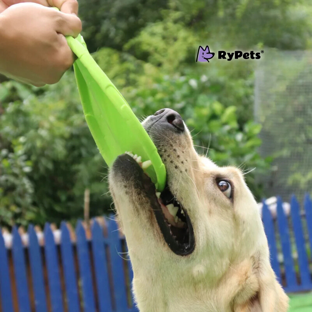 FetchQuest Flying Disc: The Ultimate Training Toy