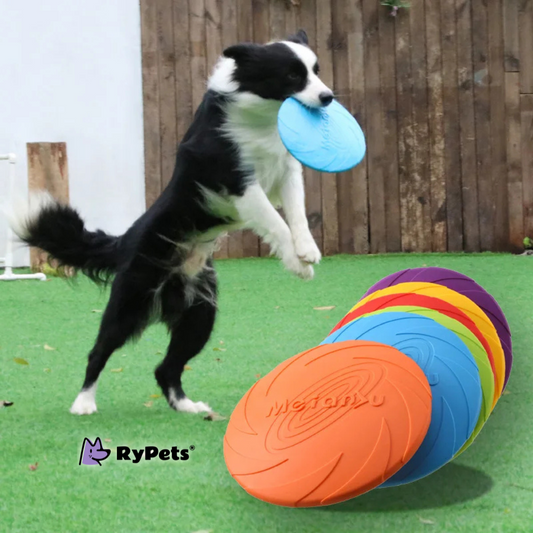 FetchQuest Flying Disc: The Ultimate Training Toy